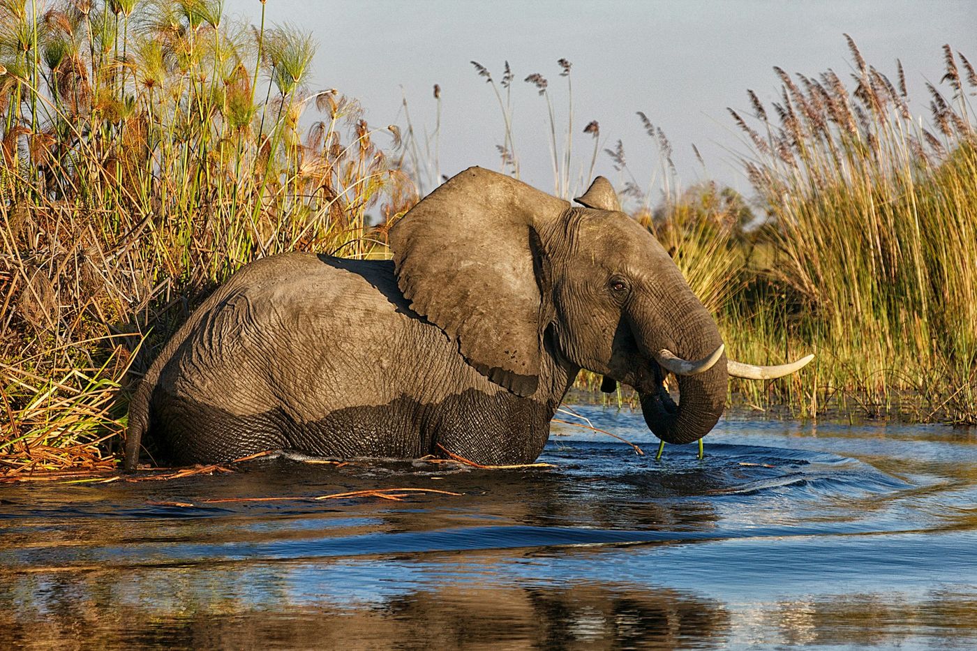Elefante cruzando un canal del Delta del Okavango