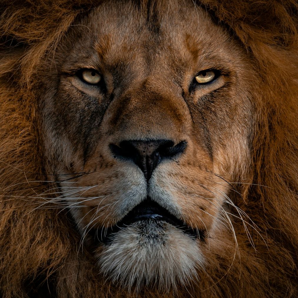 Retrato de un león macho de melena oscura